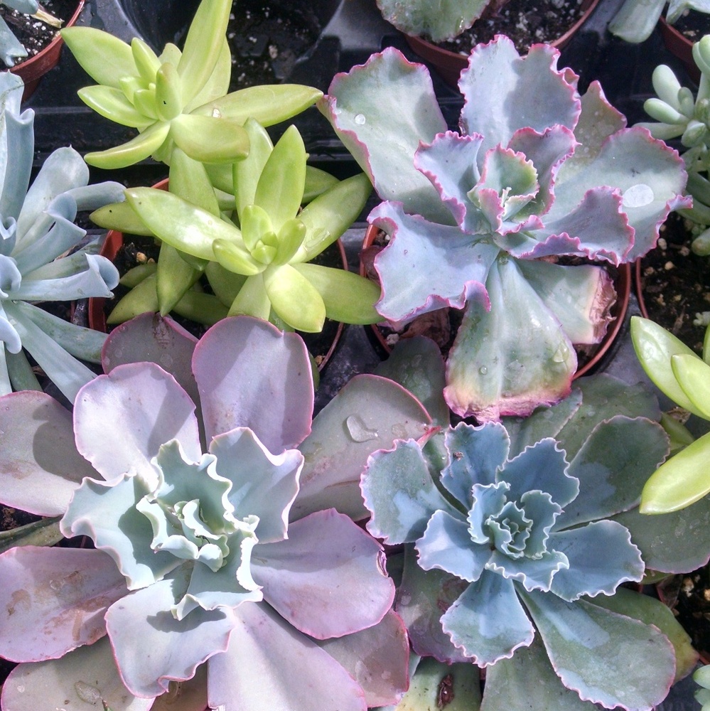 Meet your Posher, Brenna